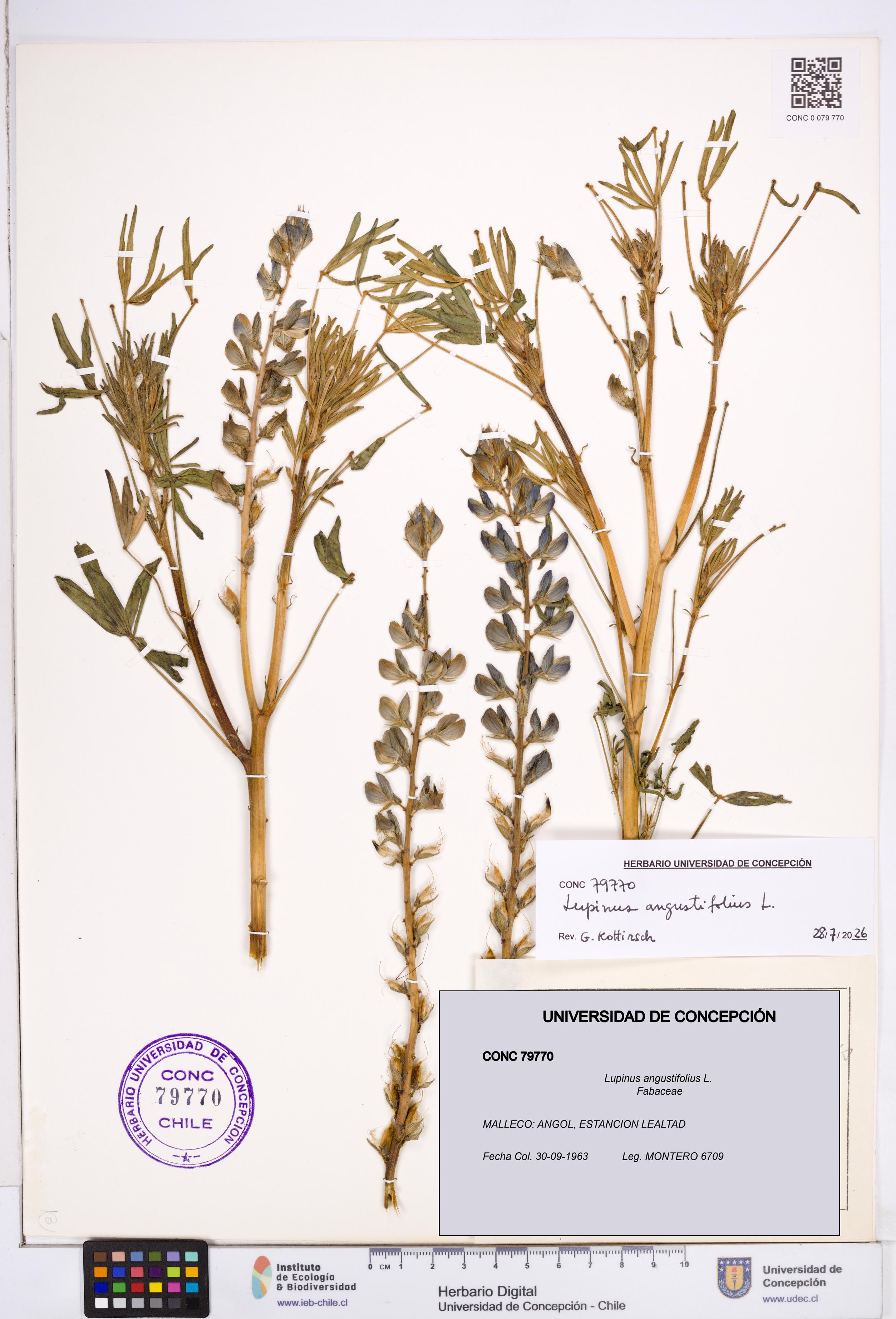 Lupinus angustifolius [Espécimen: ]