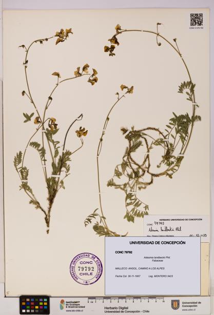 Adesmia landbeckii [Espécimen: UDEC:CONC:0079792]