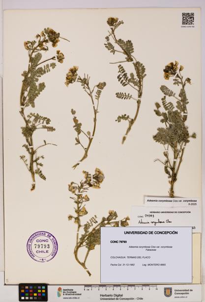 Adesmia corymbosa var. corymbosa [Espécimen: UDEC:CONC:0079793]