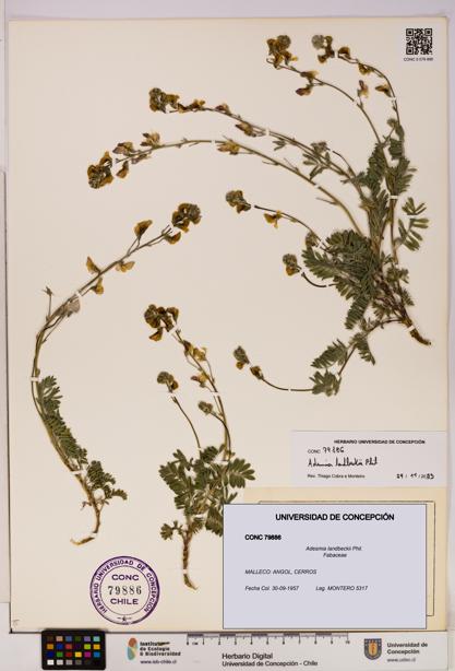 Adesmia landbeckii [Espécimen: UDEC:CONC:0079886]