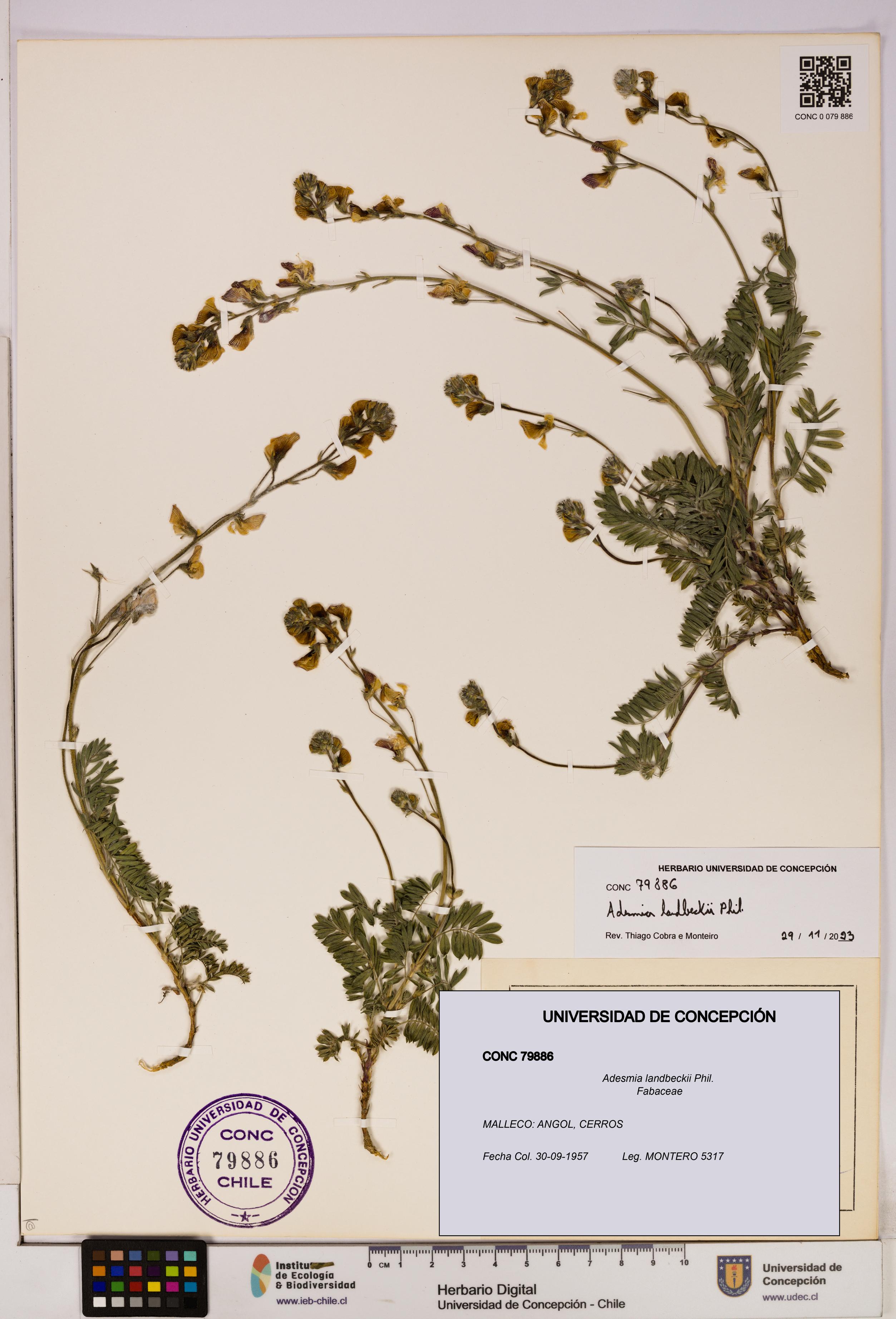 Adesmia landbeckii [Espécimen: UDEC:CONC:0079886]