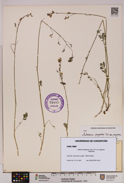 Adesmia papposa var. papposa [Espécimen: UDEC:CONC:0079887]