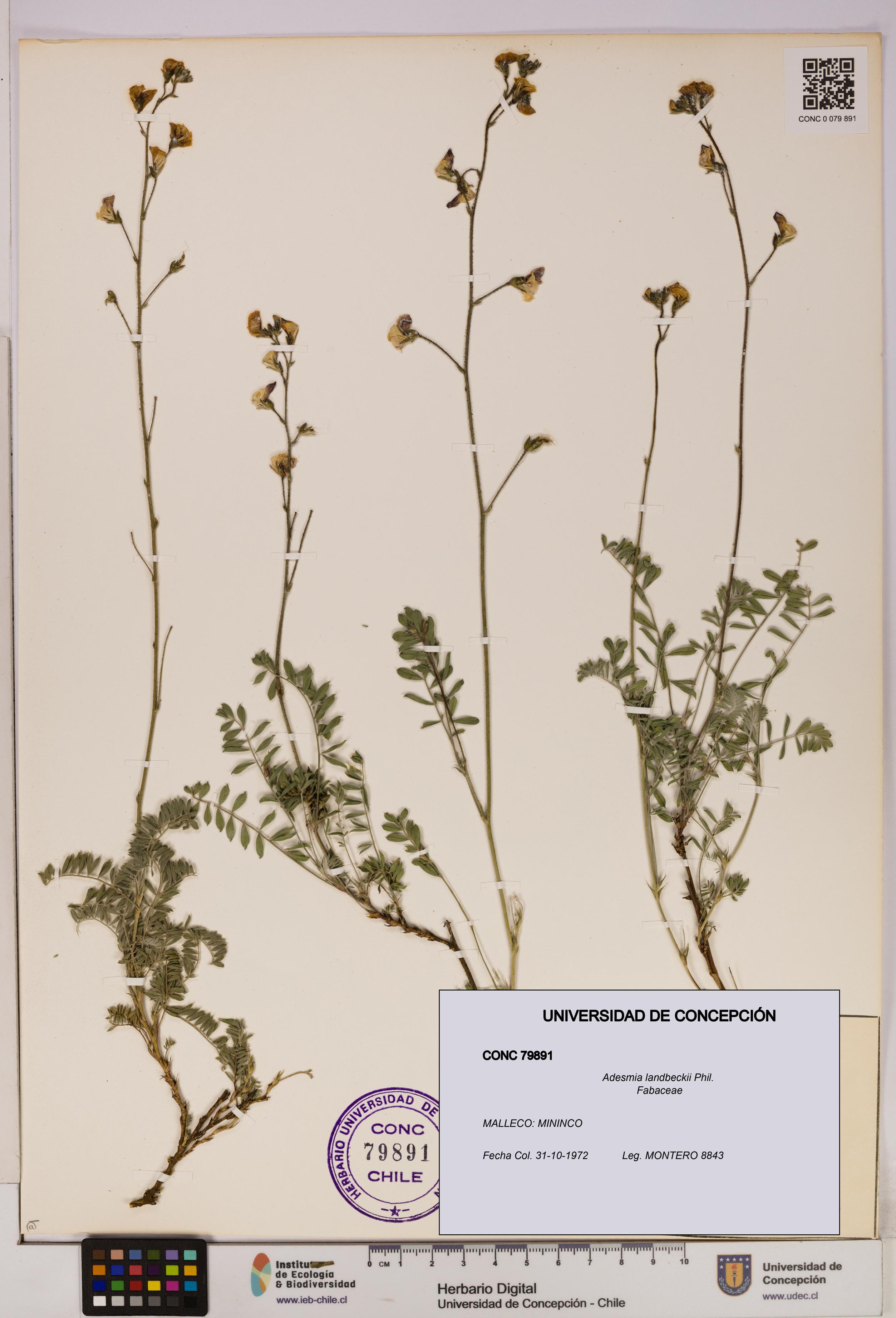 Adesmia landbeckii [Espécimen: UDEC:CONC:0079891]