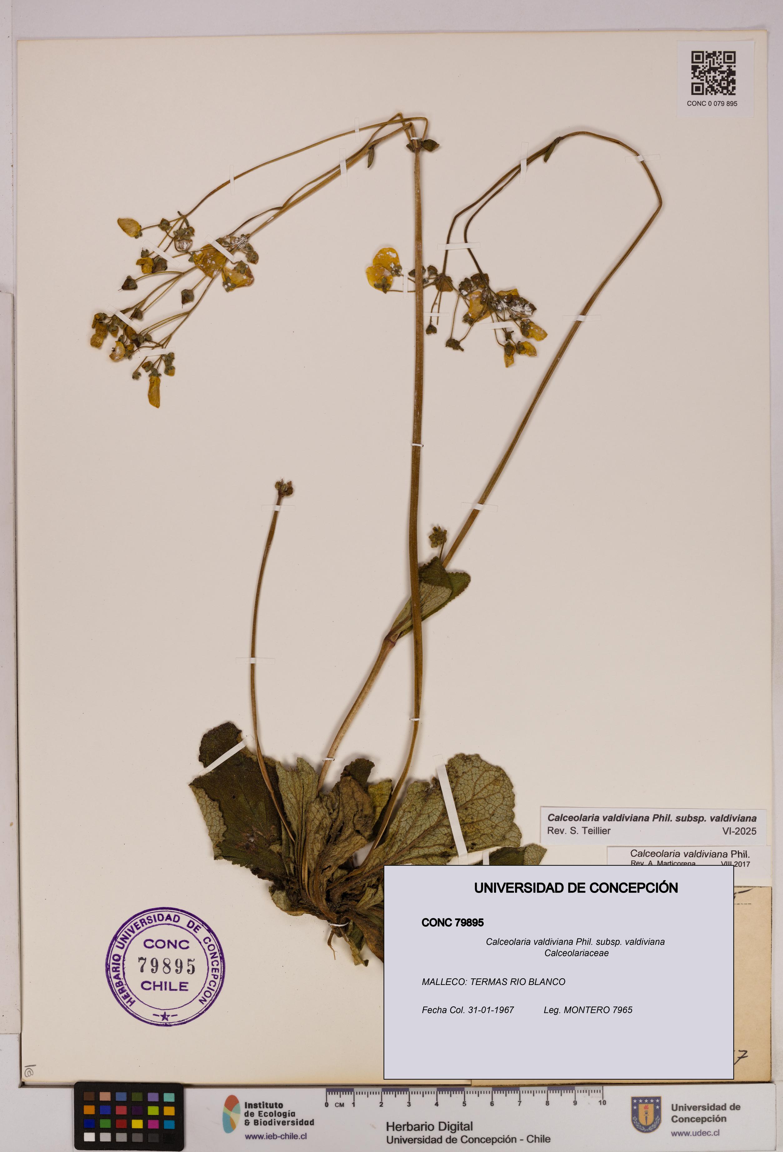 Calceolaria valdiviana subsp. valdiviana [Espécimen: UDEC:CONC:0079895]