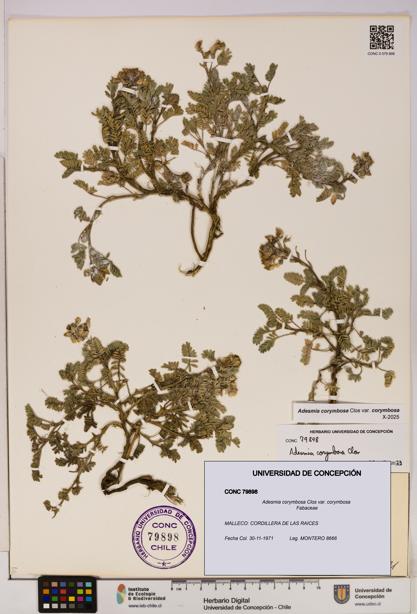 Adesmia corymbosa var. corymbosa [Espécimen: UDEC:CONC:0079898]