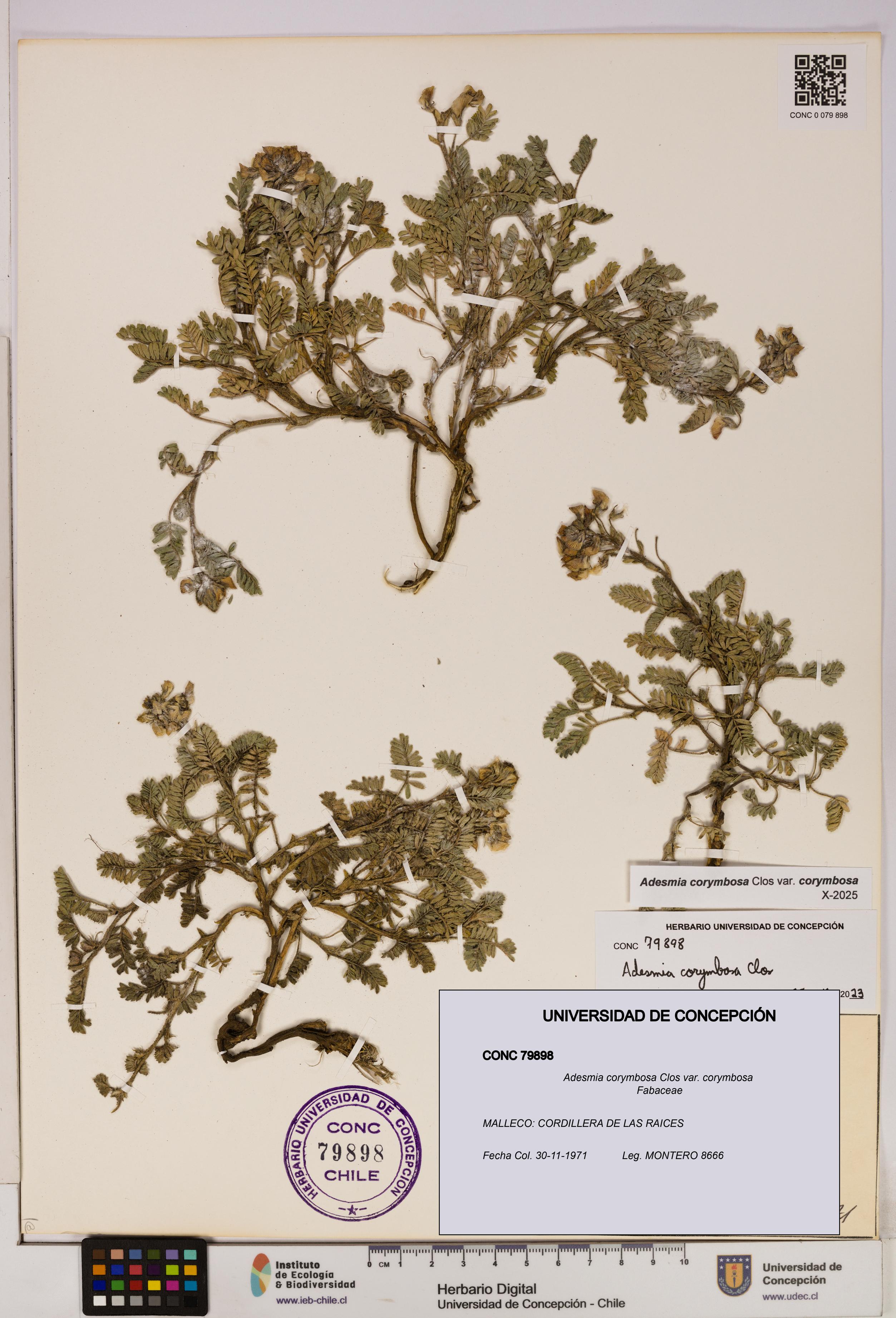 Adesmia corymbosa var. corymbosa [Espécimen: UDEC:CONC:0079898]