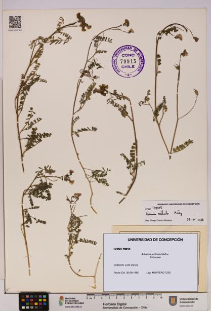 Adesmia reclinata [Espécimen: UDEC:CONC:0079915]