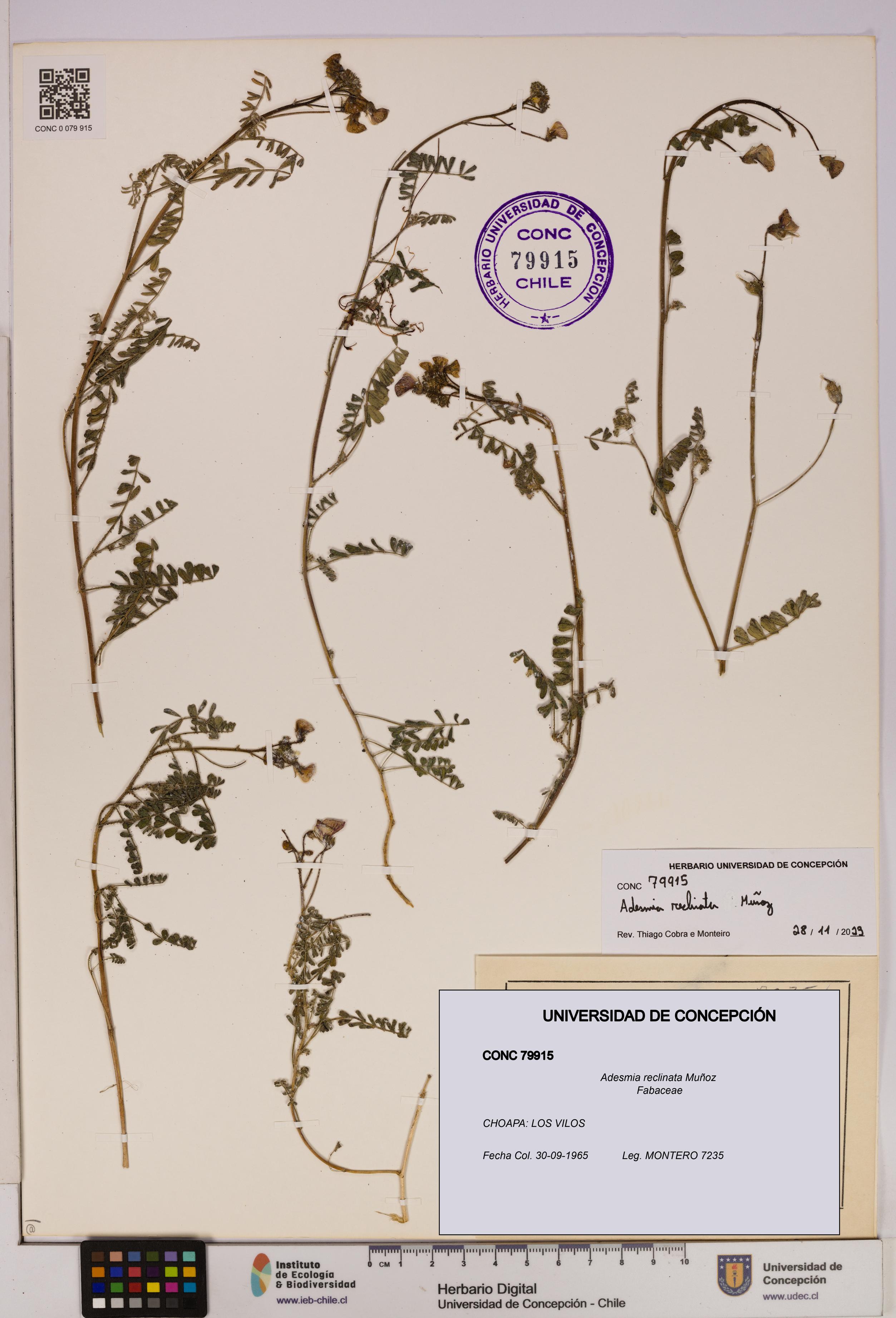 Adesmia reclinata [Espécimen: UDEC:CONC:0079915]