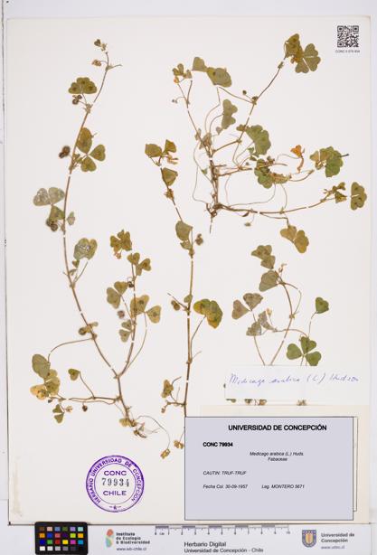 Medicago arabica [Espécimen: ]