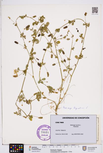 Medicago lupulina [Espécimen: ]