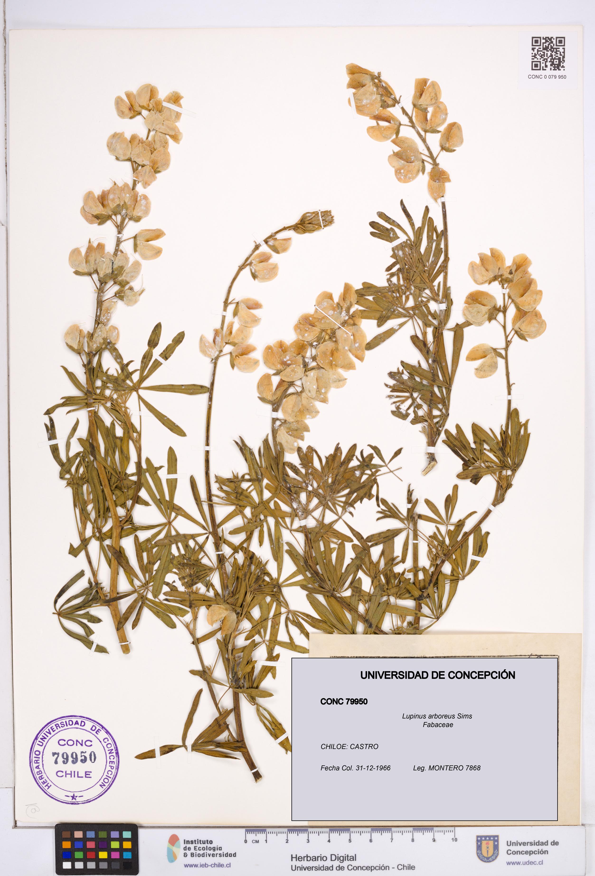 Lupinus arboreus [Espécimen: ]
