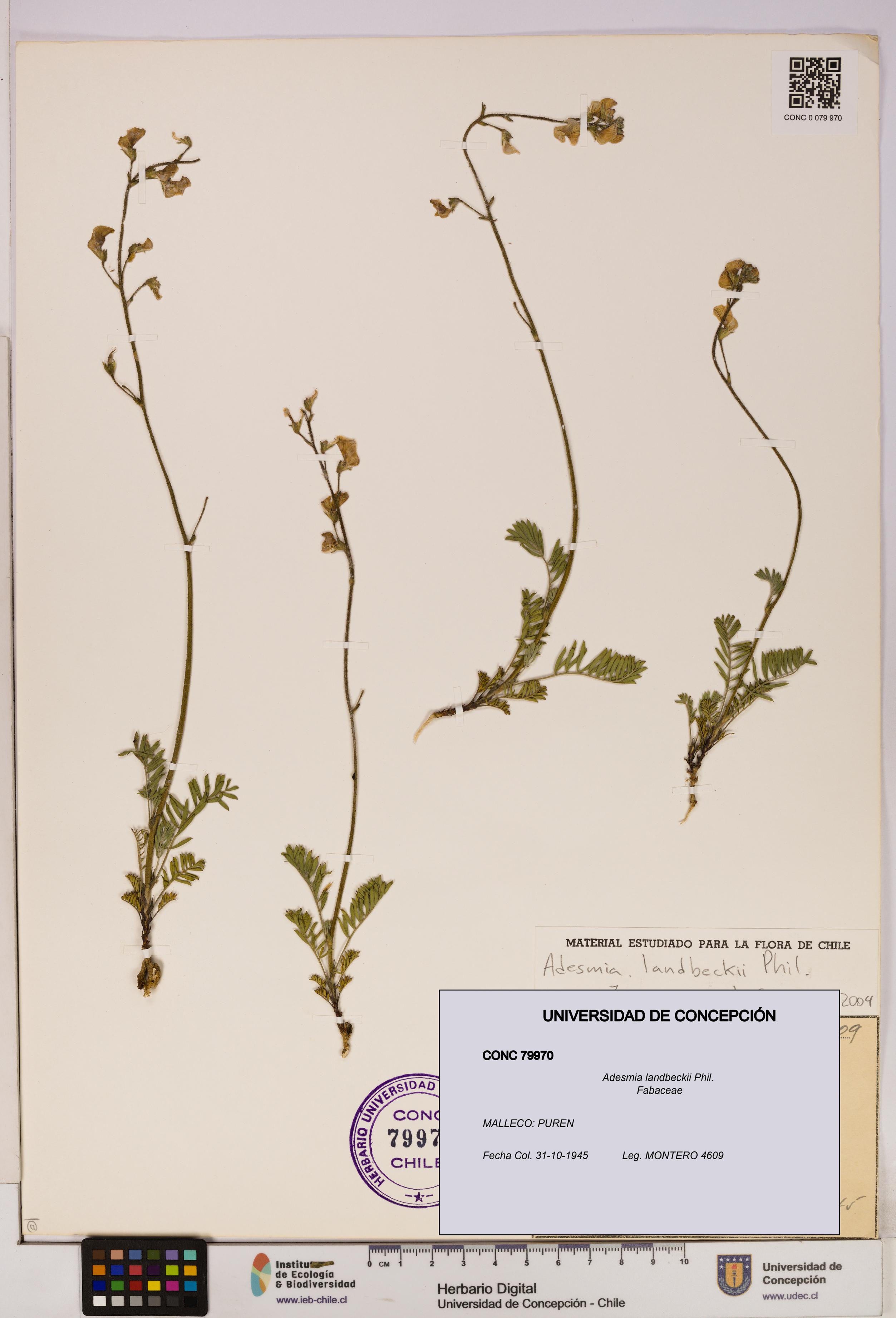 Adesmia landbeckii [Espécimen: UDEC:CONC:0079970]