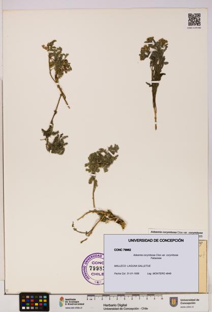 Adesmia corymbosa var. corymbosa [Espécimen: UDEC:CONC:0079982]