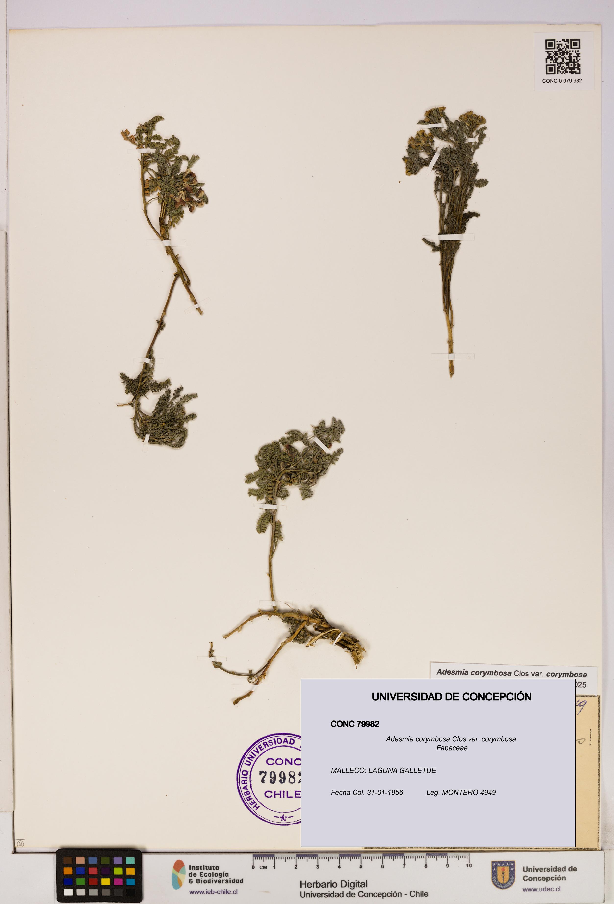 Adesmia corymbosa var. corymbosa [Espécimen: UDEC:CONC:0079982]