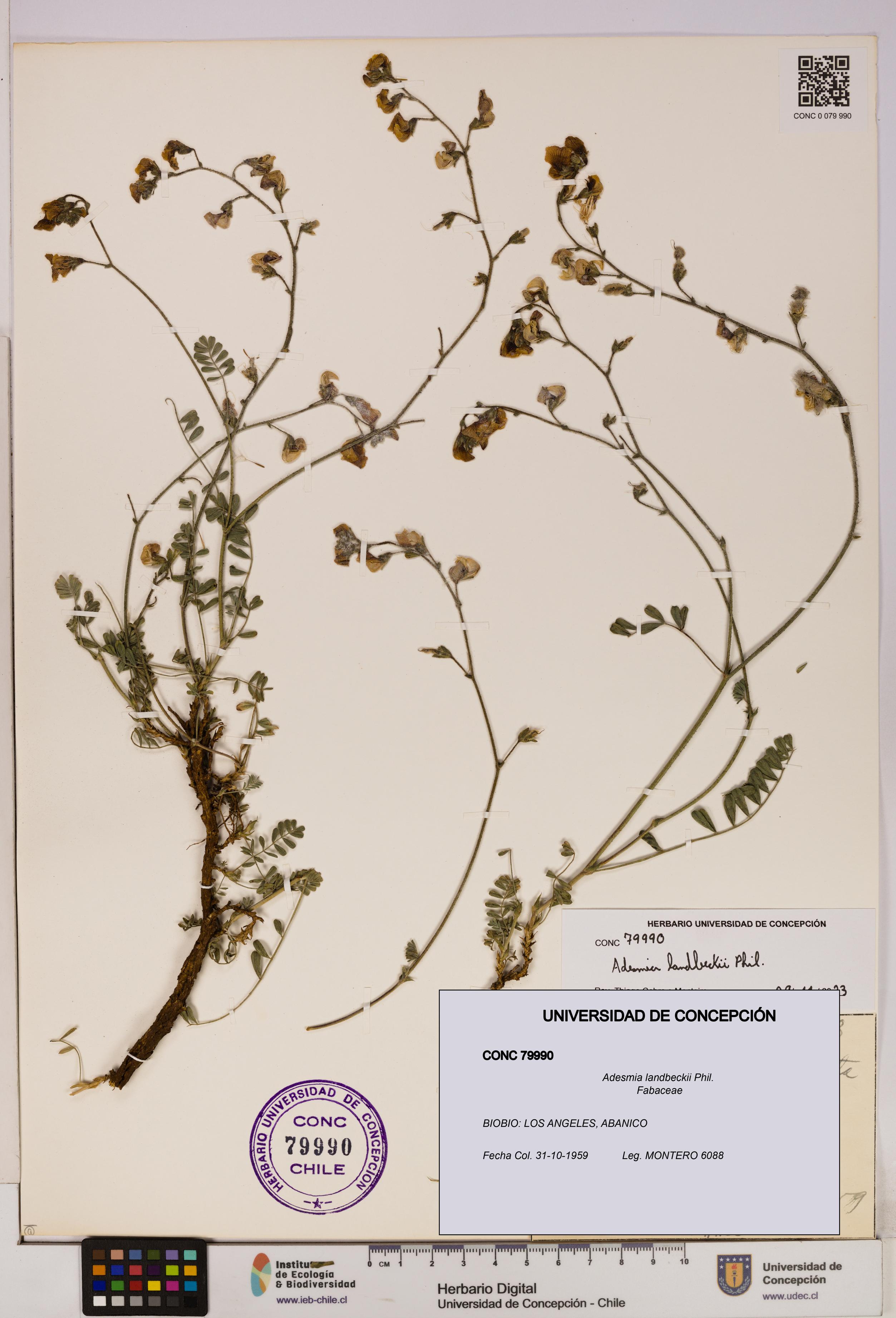 Adesmia landbeckii [Espécimen: UDEC:CONC:0079990]