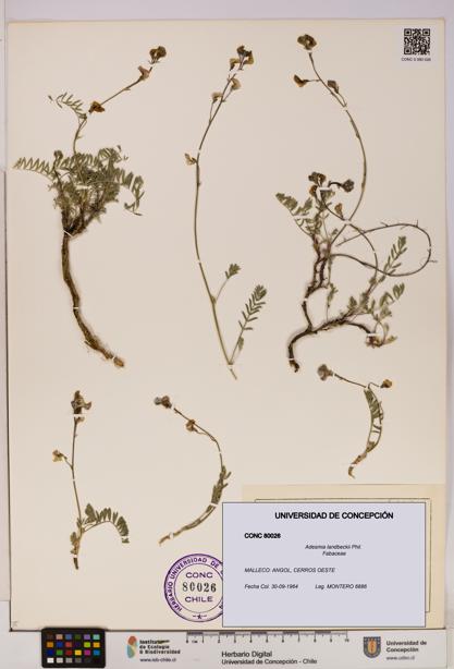 Adesmia landbeckii [Espécimen: UDEC:CONC:0080026]