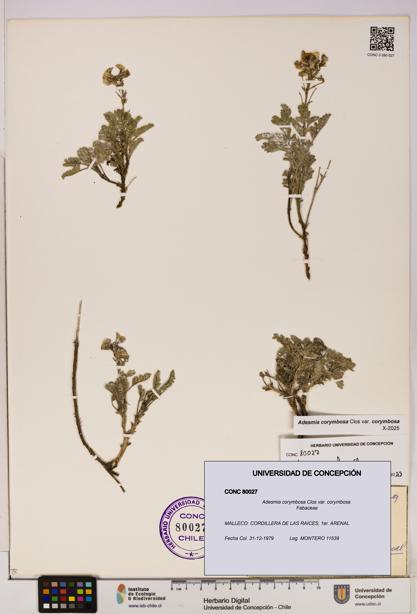 Adesmia corymbosa var. corymbosa [Espécimen: UDEC:CONC:0080027]