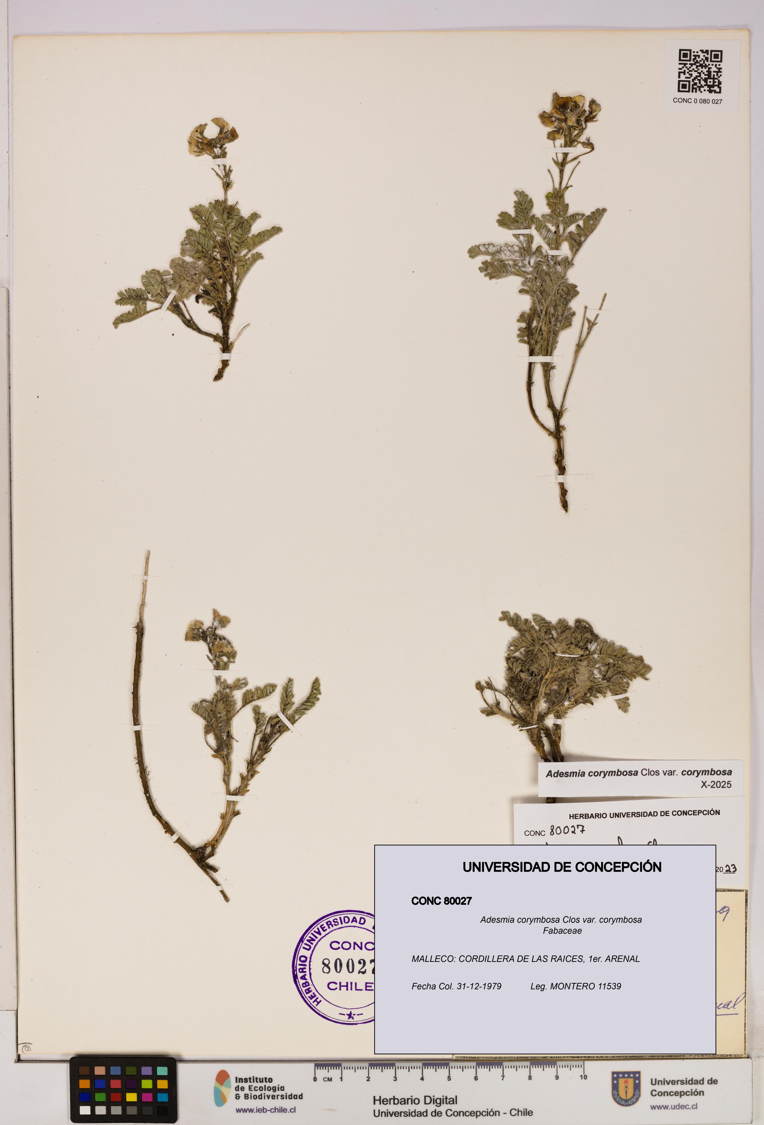 Adesmia corymbosa var. corymbosa [Espécimen: UDEC:CONC:0080027]
