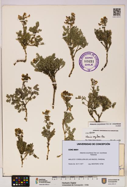 Adesmia corymbosa var. corymbosa [Espécimen: UDEC:CONC:0080031]
