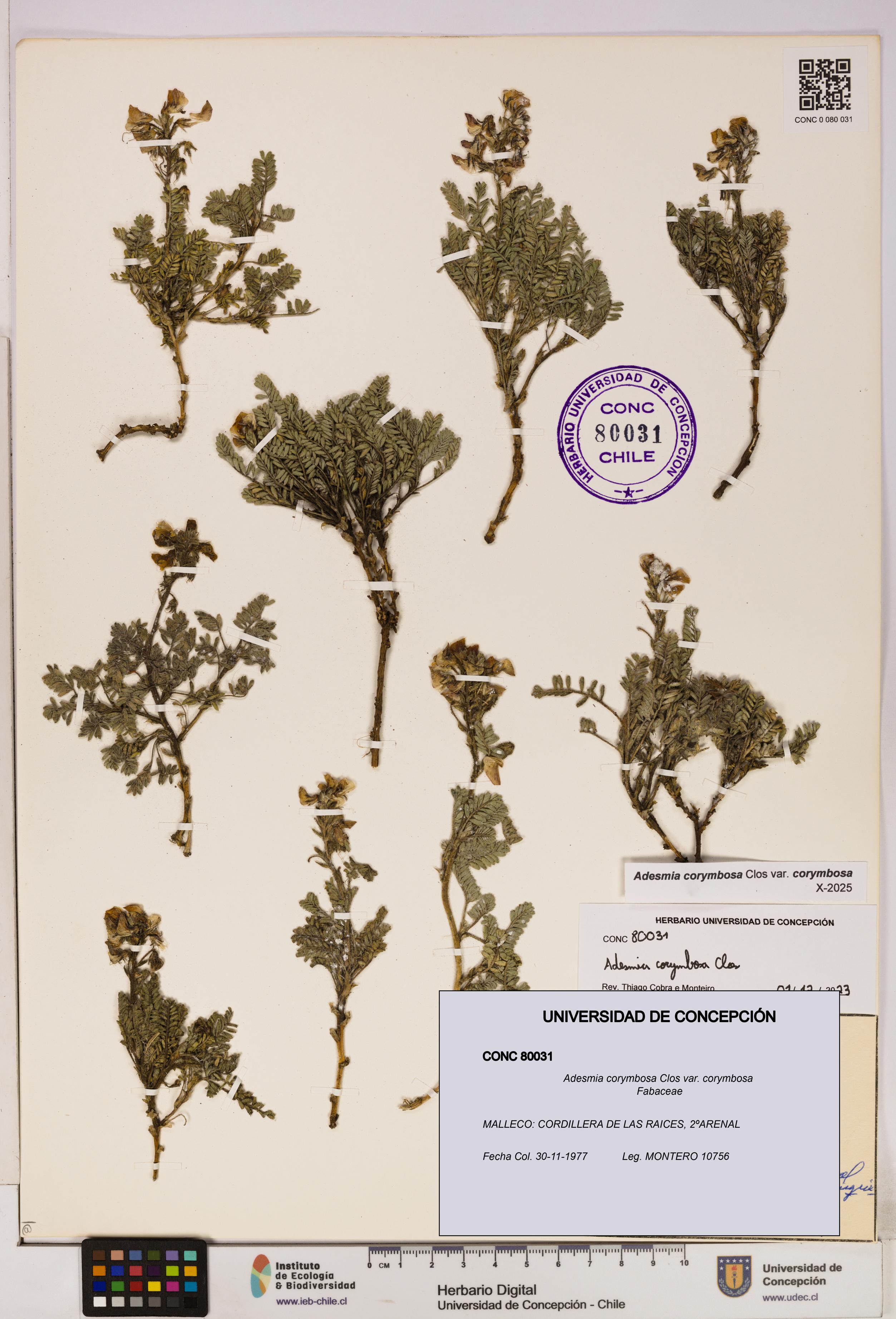 Adesmia corymbosa var. corymbosa [Espécimen: UDEC:CONC:0080031]