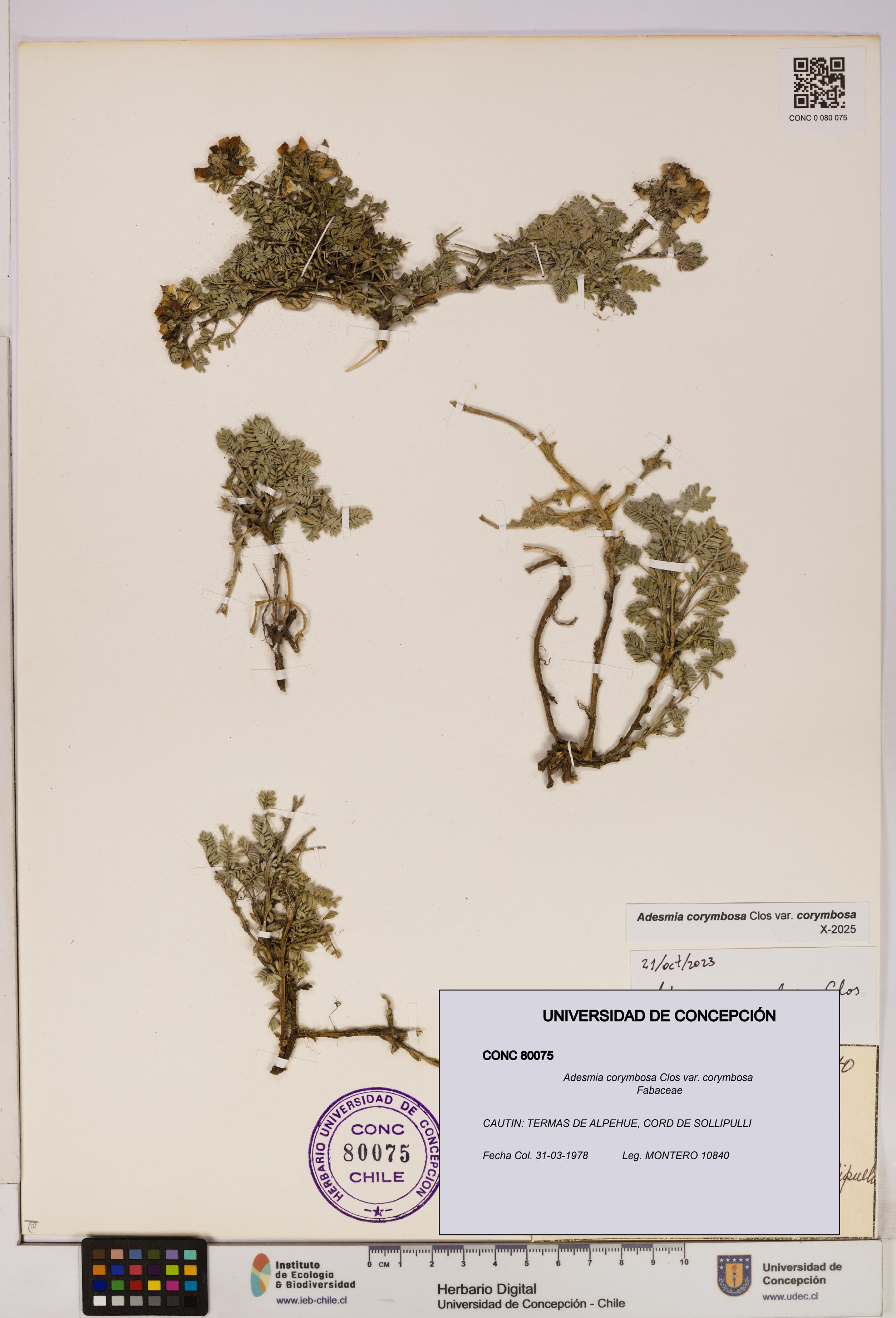 Adesmia corymbosa var. corymbosa [Espécimen: UDEC:CONC:0080075]