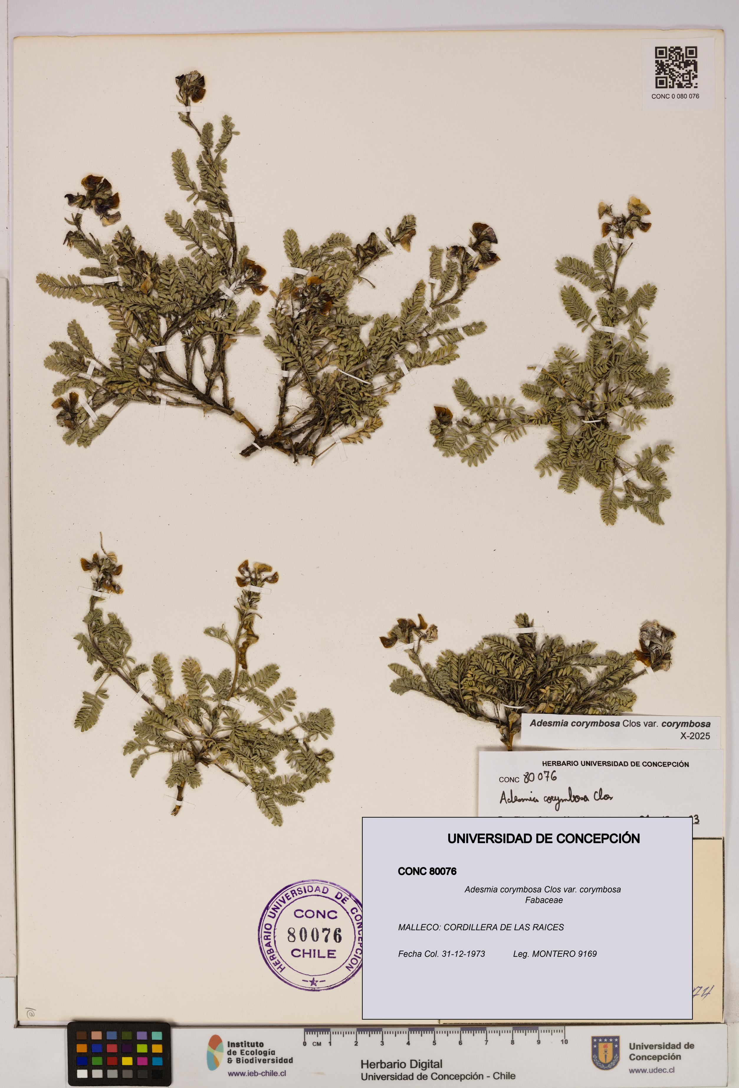 Adesmia corymbosa var. corymbosa [Espécimen: UDEC:CONC:0080076]