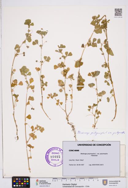 Medicago polymorpha [Espécimen: ]