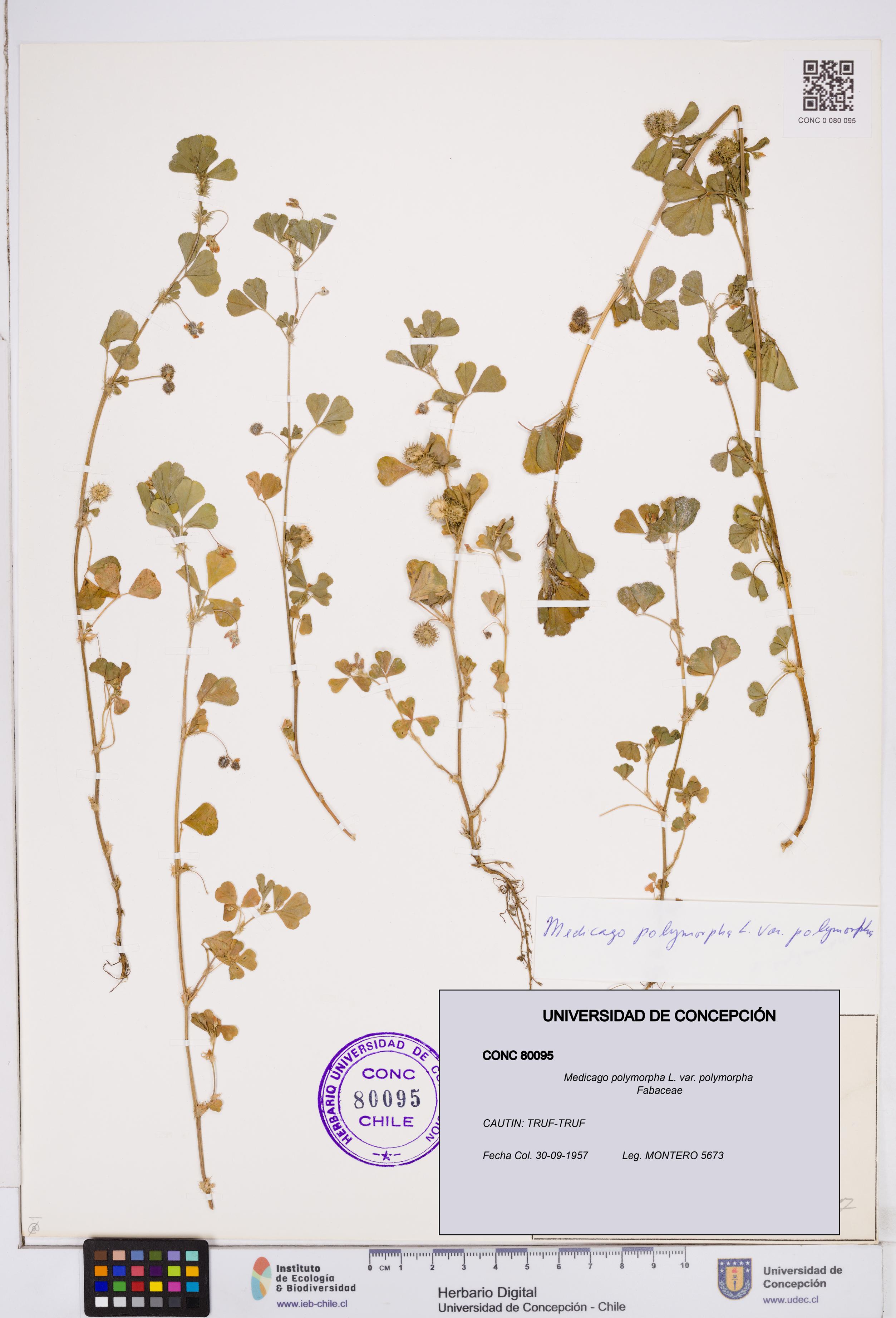 Medicago polymorpha [Espécimen: ]