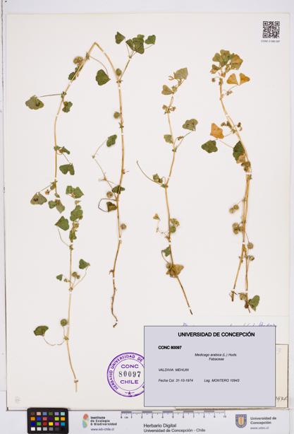 Medicago arabica [Espécimen: ]