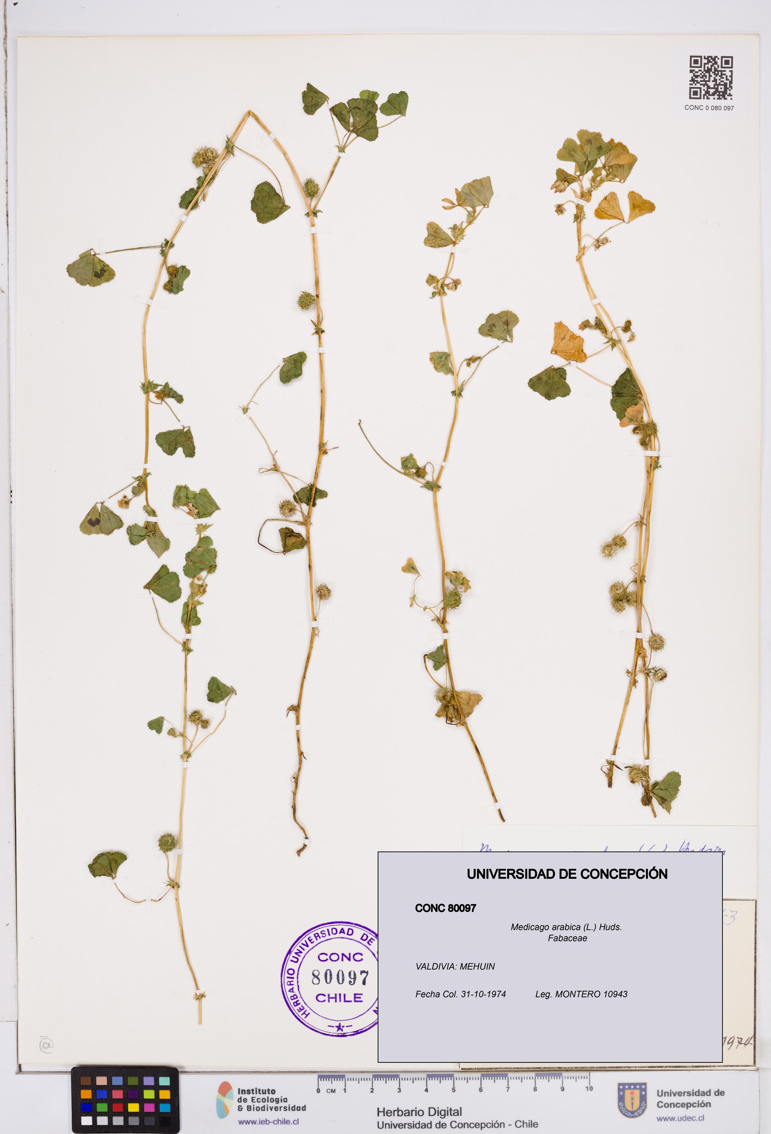 Medicago arabica [Espécimen: ]