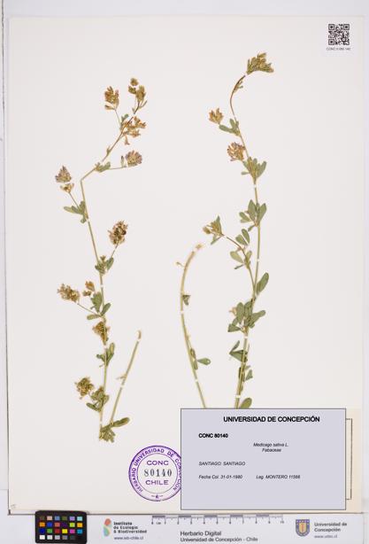 Medicago sativa [Espécimen: ]