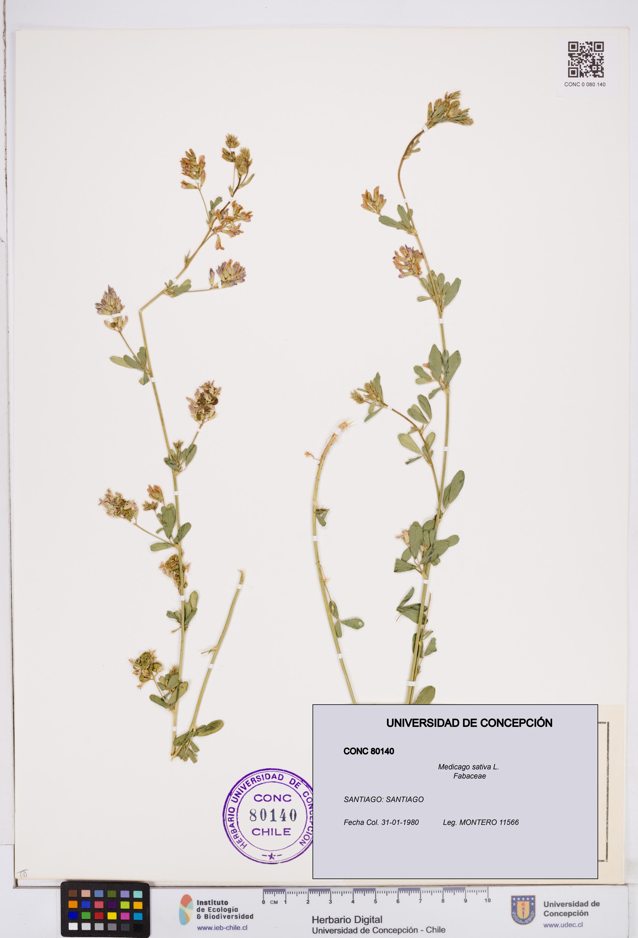 Medicago sativa [Espécimen: ]