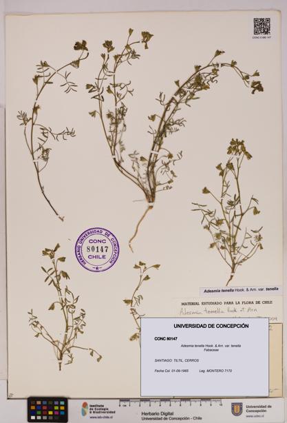 Adesmia tenella var. tenella [Espécimen: UDEC:CONC:0080147]