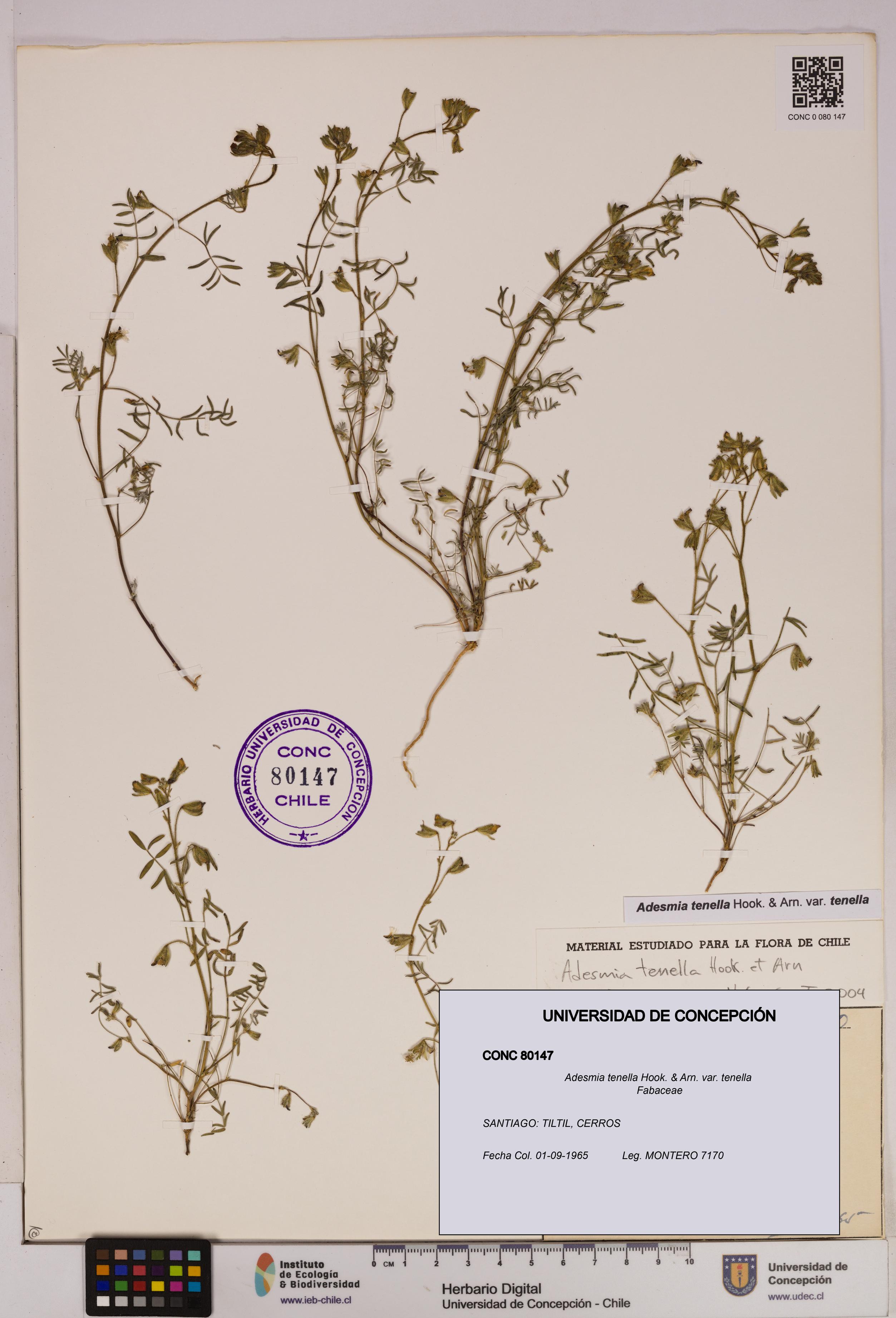 Adesmia tenella var. tenella [Espécimen: UDEC:CONC:0080147]