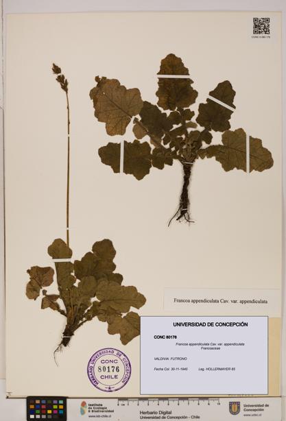 Francoa appendiculata [Espécimen: ]