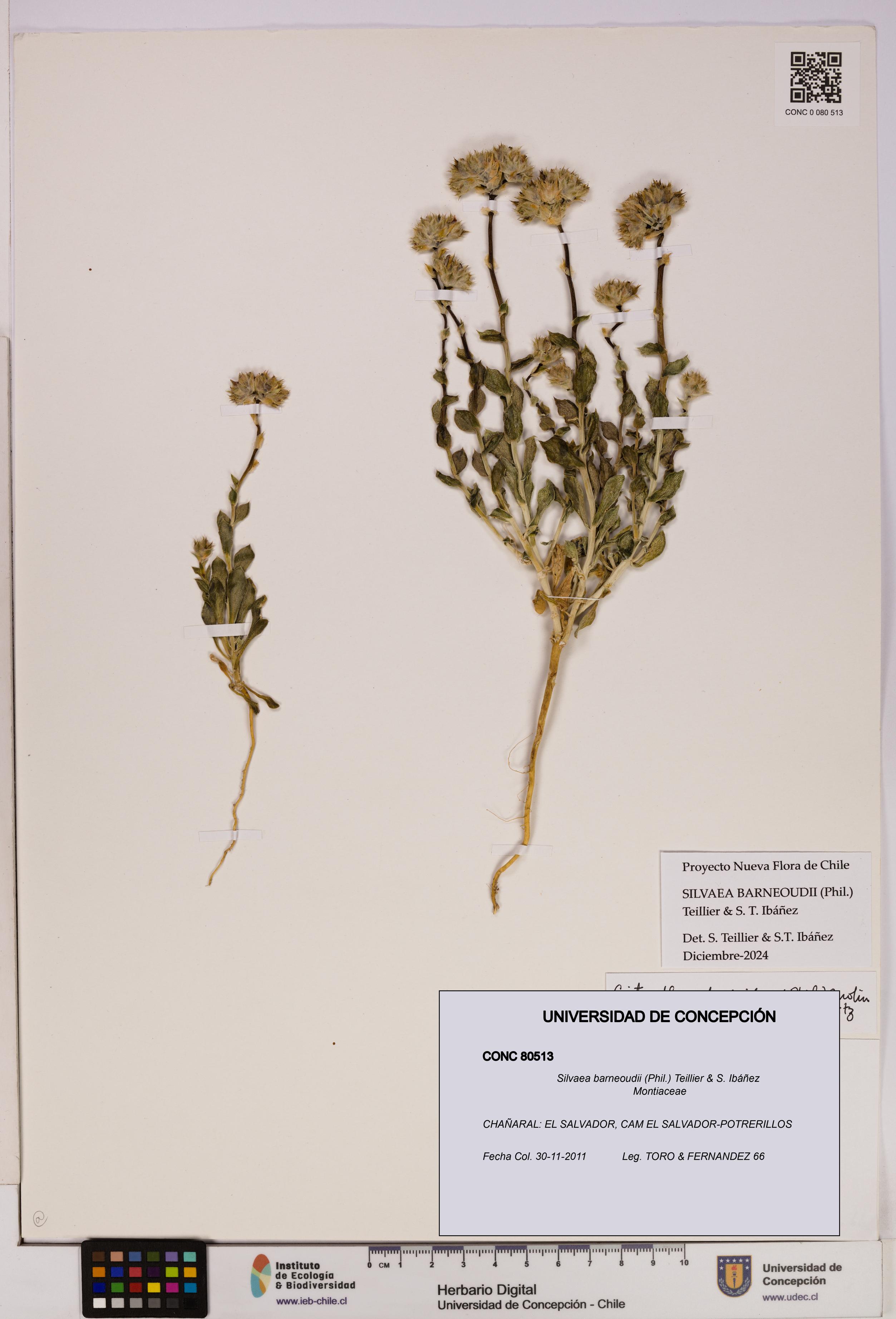 Silvaea barneoudii [Espécimen: UDEC:CONC:0080513]