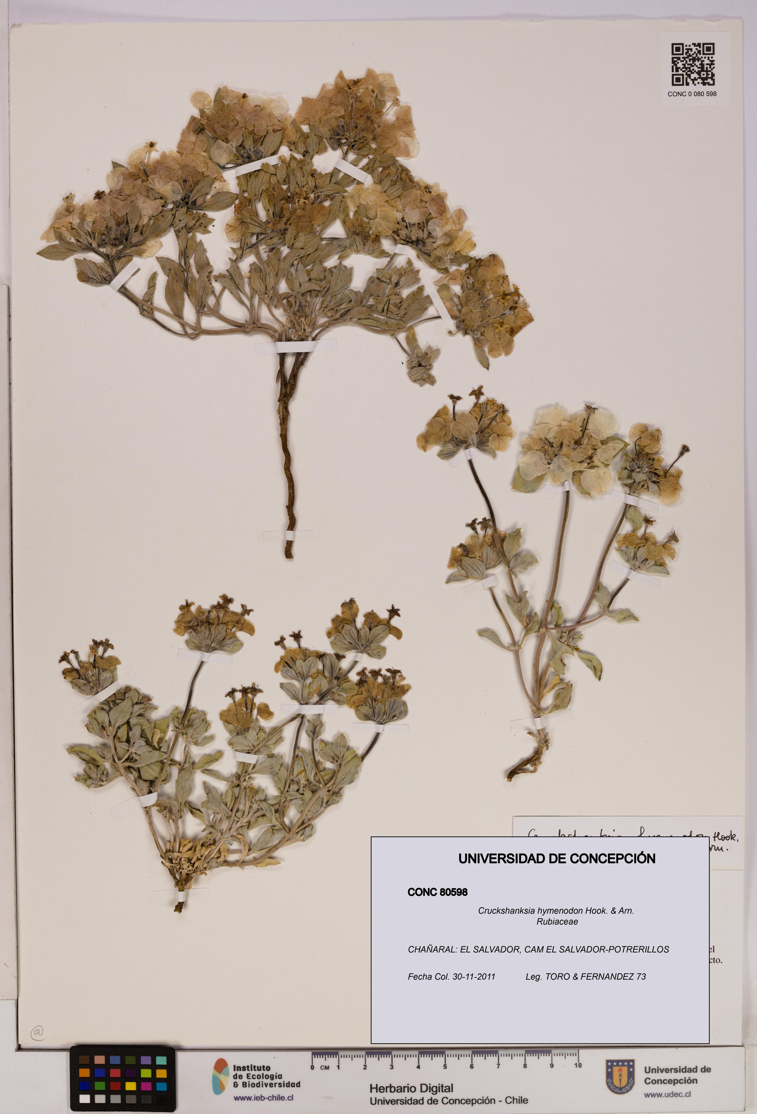 Cruckshanksia hymenodon [Espécimen: UDEC:CONC:0080598]