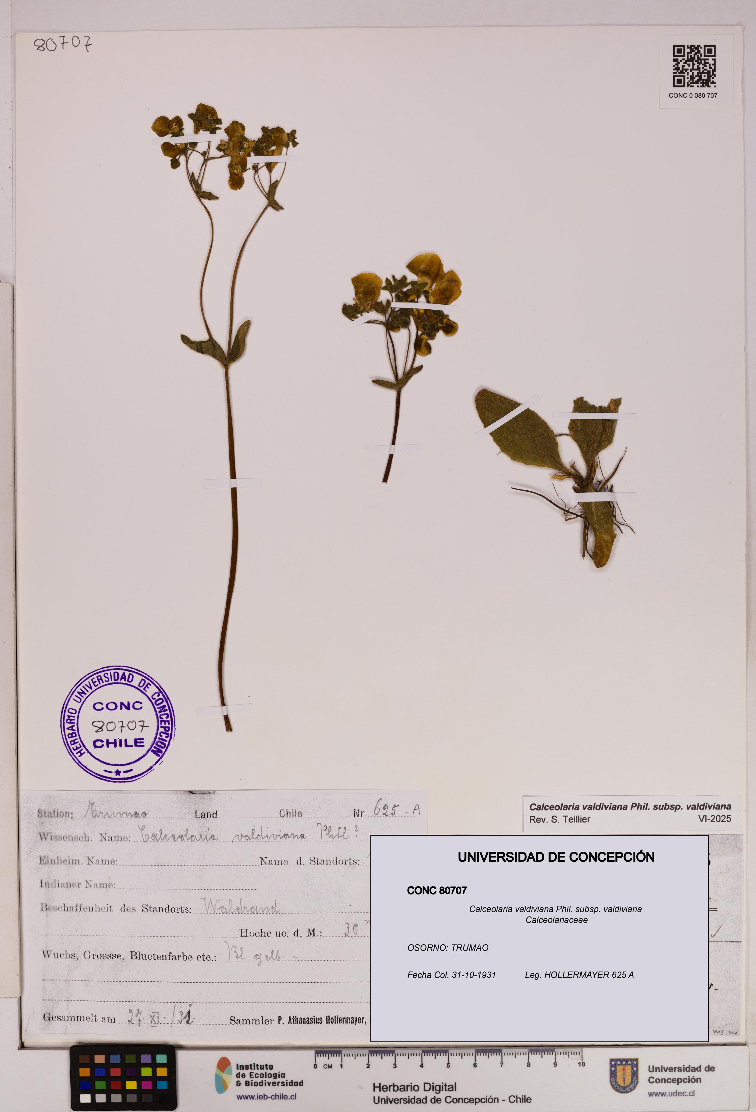 Calceolaria valdiviana subsp. valdiviana [Espécimen: UDEC:CONC:0080707]