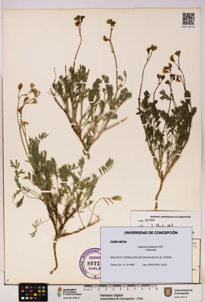 Adesmia landbeckii [Espécimen: UDEC:CONC:0080724]