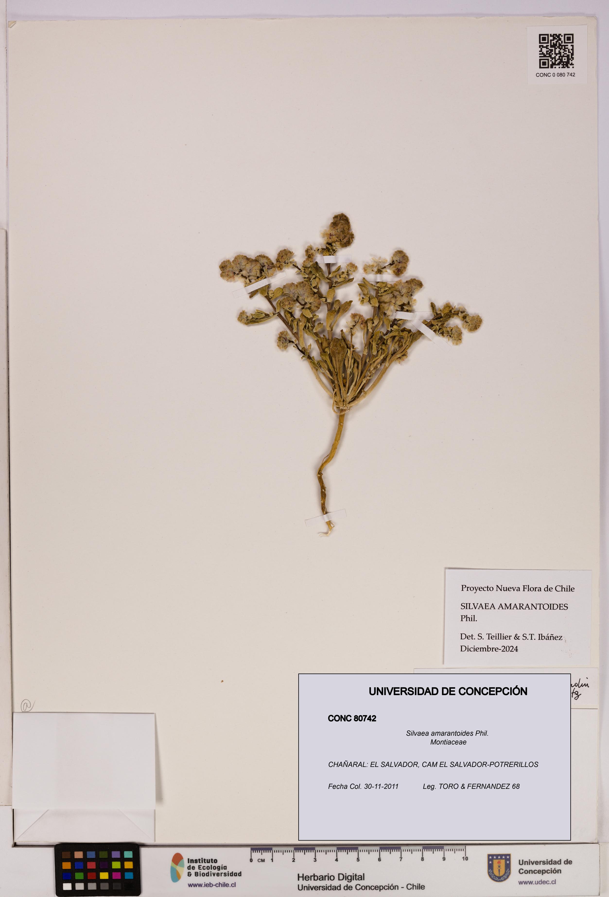 Silvaea amarantoides [Espécimen: UDEC:CONC:0080742]