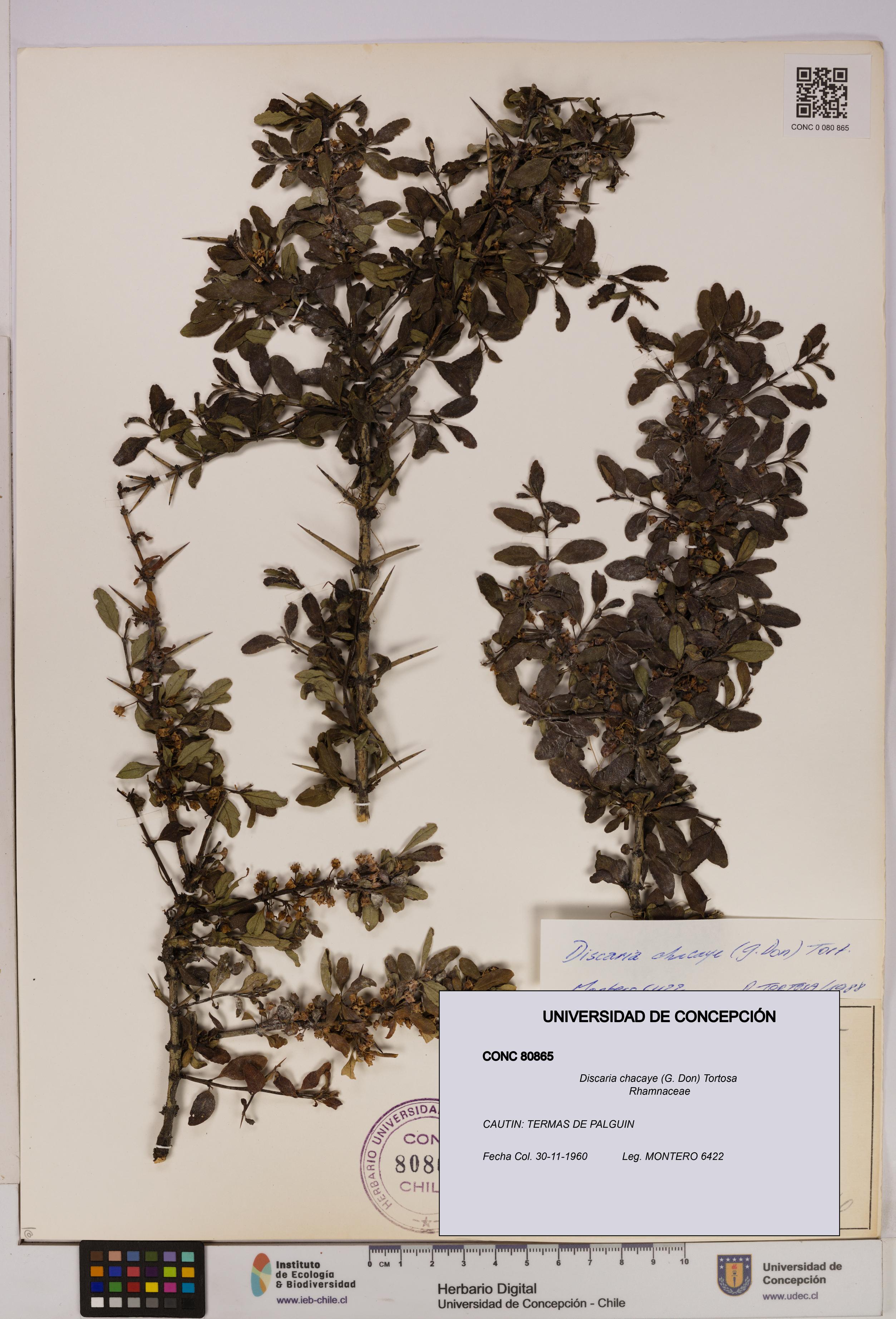 Discaria chacaye [Espécimen: UDEC:CONC:0080865]