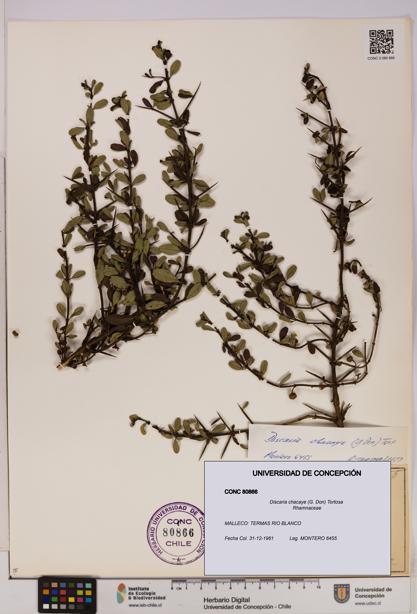 Discaria chacaye [Espécimen: UDEC:CONC:0080866]