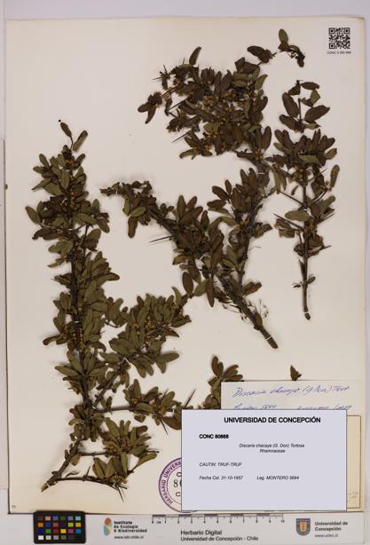 Discaria chacaye [Espécimen: UDEC:CONC:0080868]