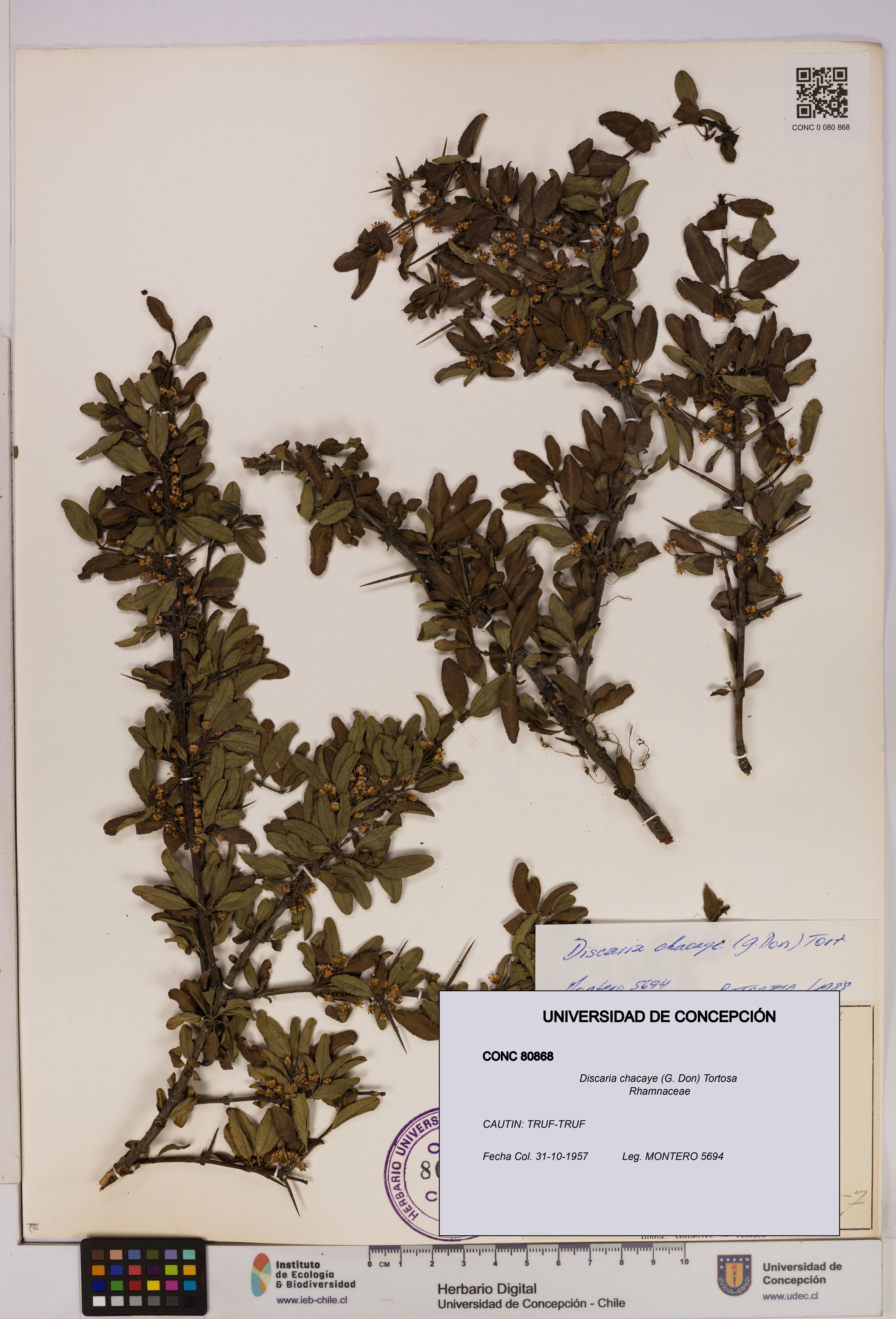 Discaria chacaye [Espécimen: UDEC:CONC:0080868]