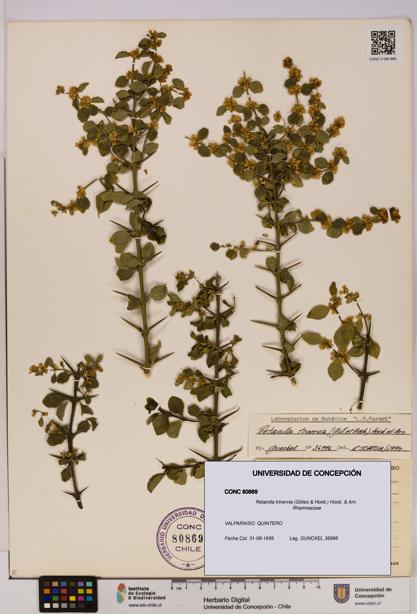 Retanilla trinervia [Espécimen: UDEC:CONC:0080869]