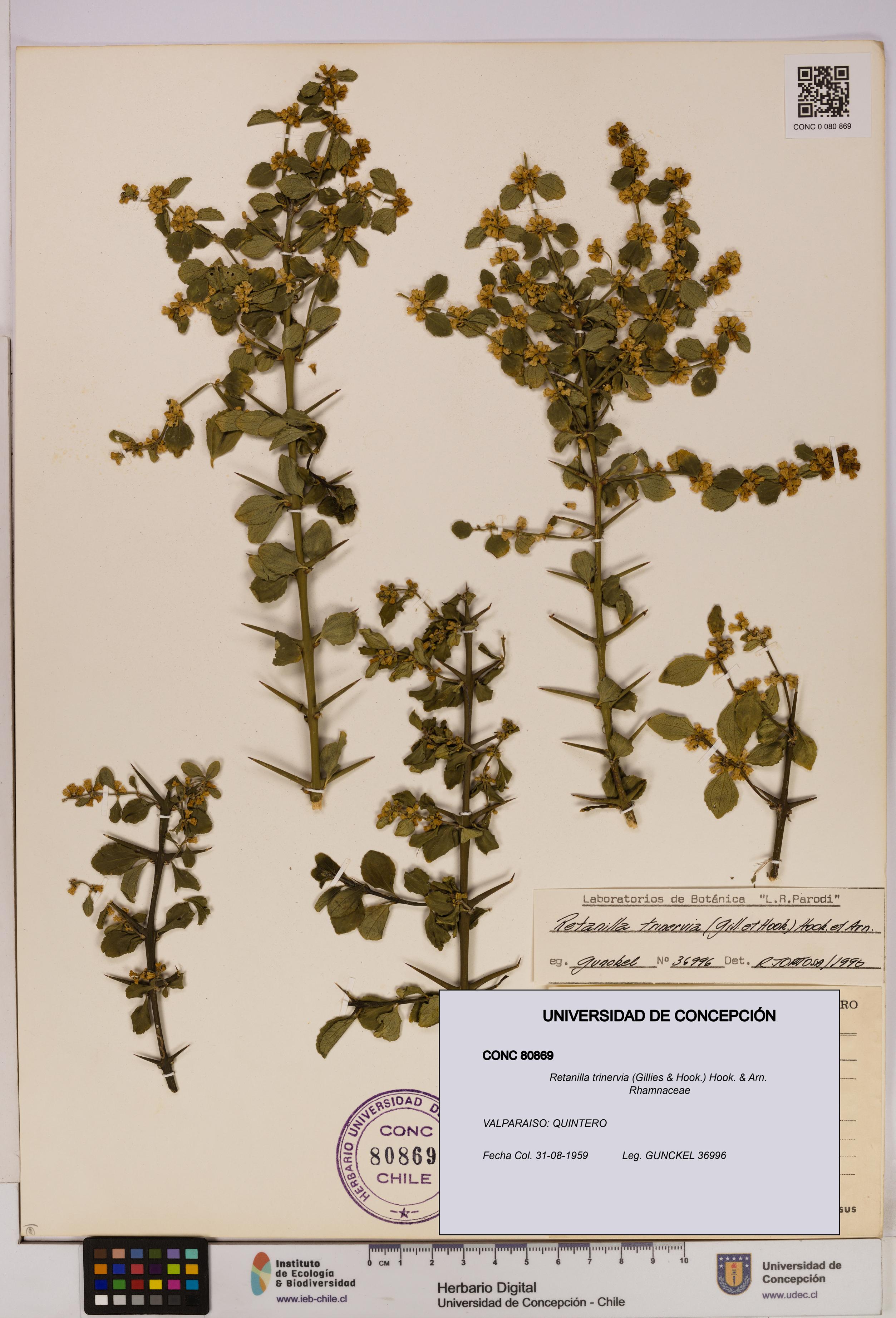 Retanilla trinervia [Espécimen: UDEC:CONC:0080869]