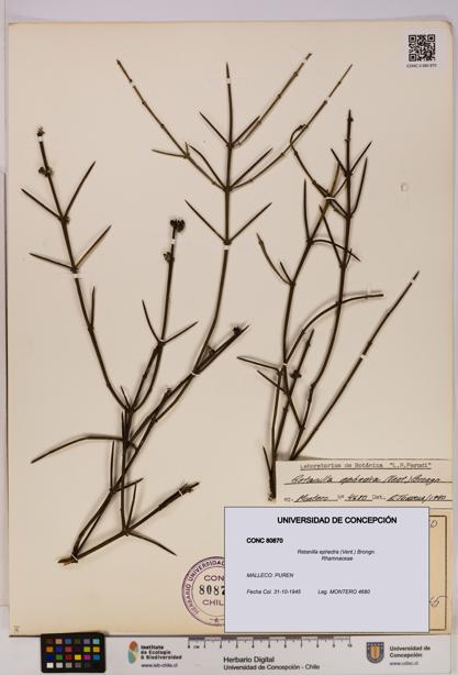 Retanilla ephedra [Espécimen: UDEC:CONC:0080870]