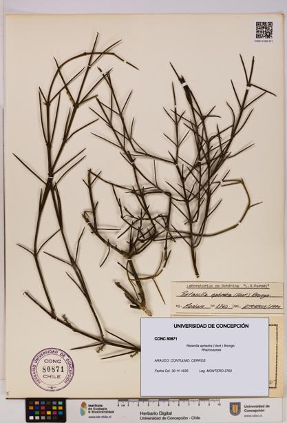 Retanilla ephedra [Espécimen: UDEC:CONC:0080871]