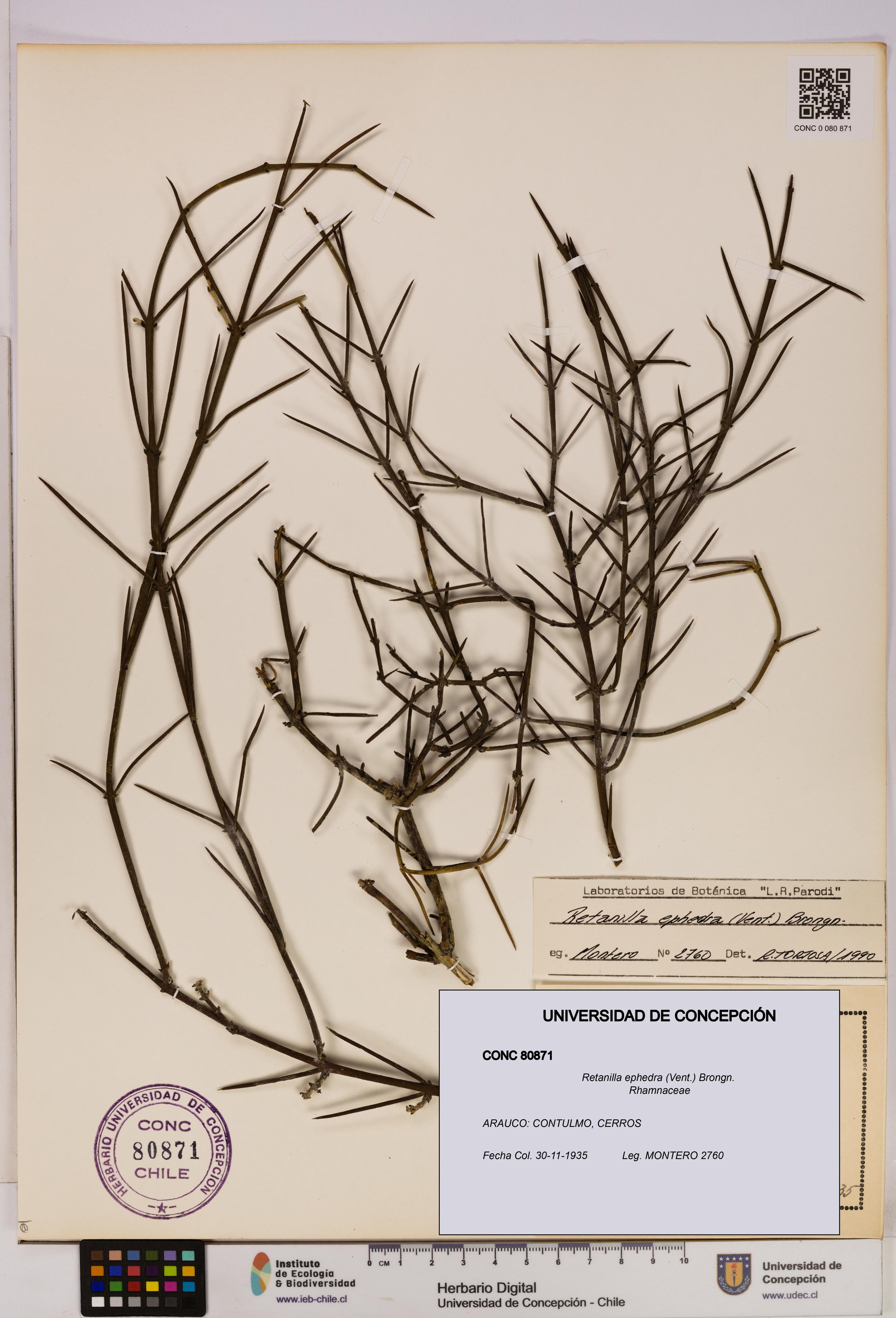 Retanilla ephedra [Espécimen: UDEC:CONC:0080871]