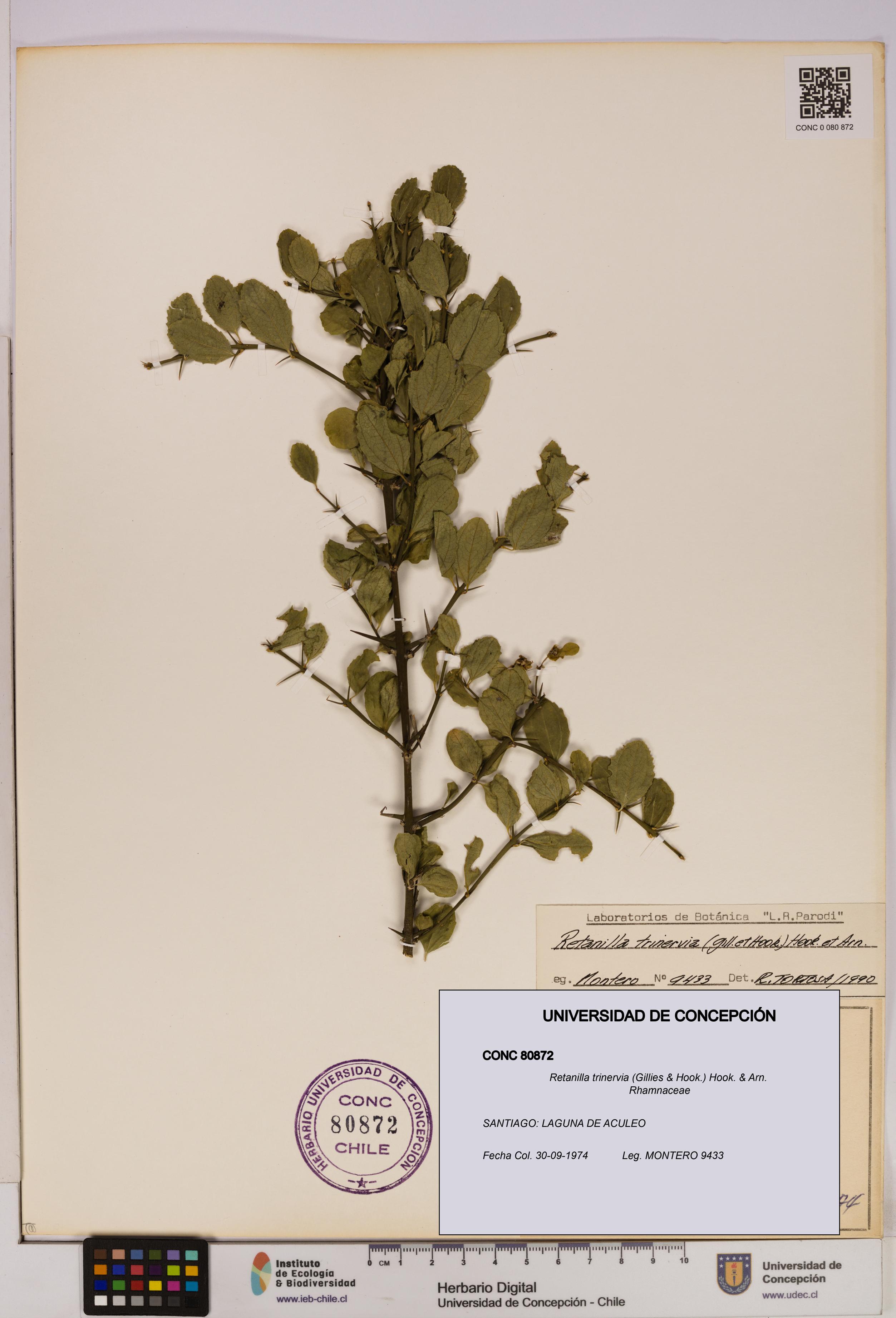 Retanilla trinervia [Espécimen: UDEC:CONC:0080872]